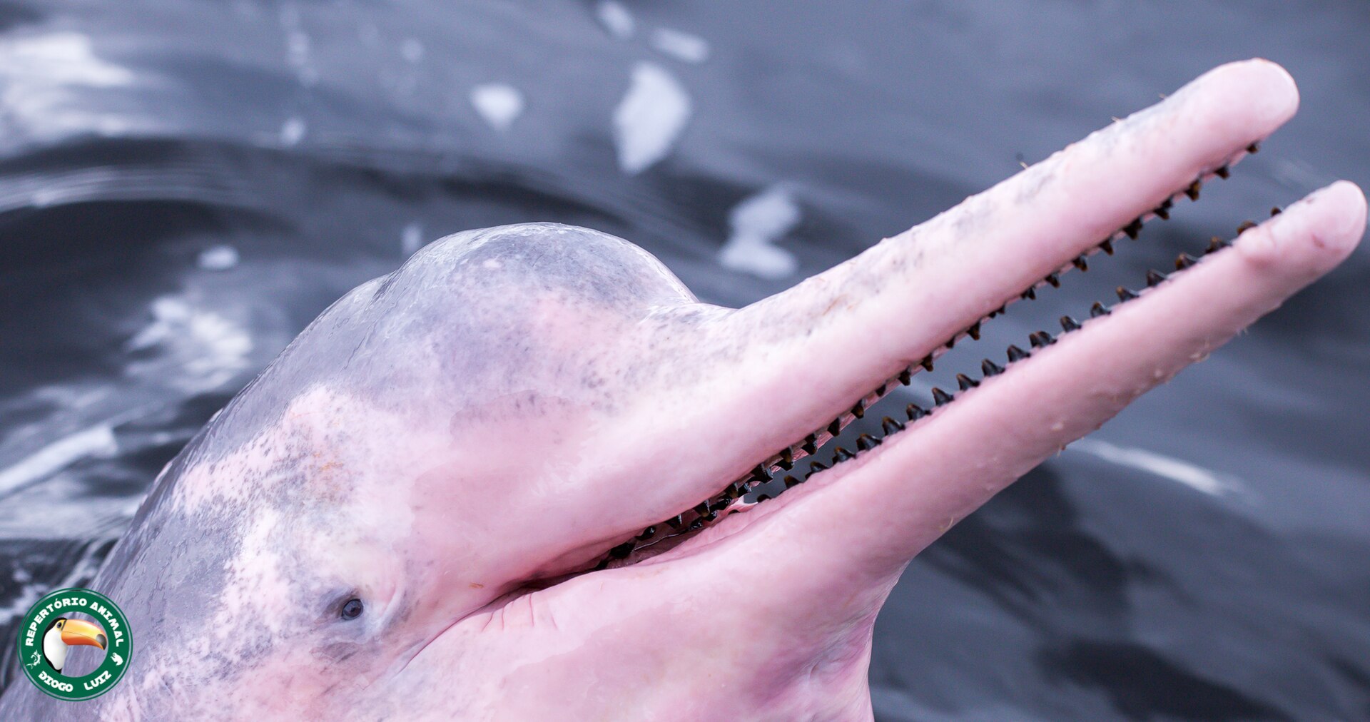 Golfinhos cor-de-rosa no rio Tapajós ao pôr do sol